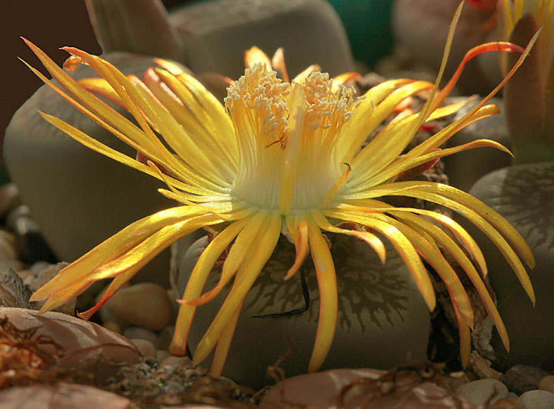 Lithops lesliei C36A